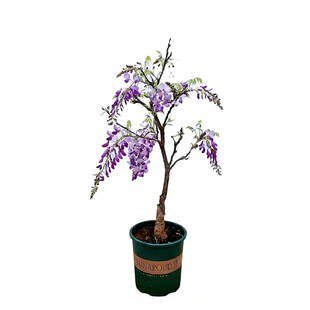 普罗旺斯紫藤花树苗爬藤植物庭院围墙多季开花花苗花卉藤蔓耐寒