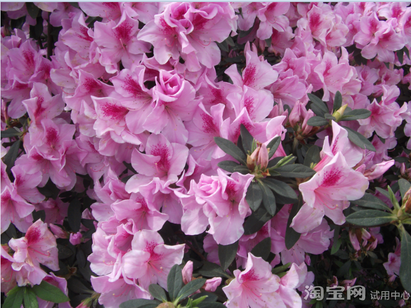 相宜本草睡眠面膜