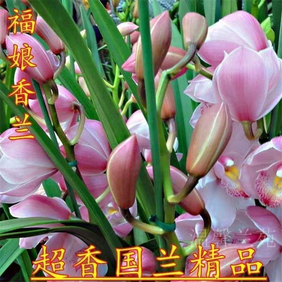 亏本价12苗 店新开张 超香兰花 中国红 四季开花 养不死的好品种