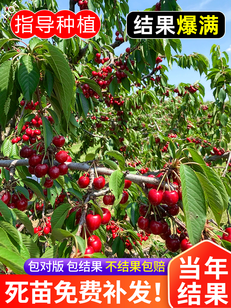 正宗车厘子树苗樱桃树苖盆栽地栽方南方北庭院种植果树苗樱桃成活