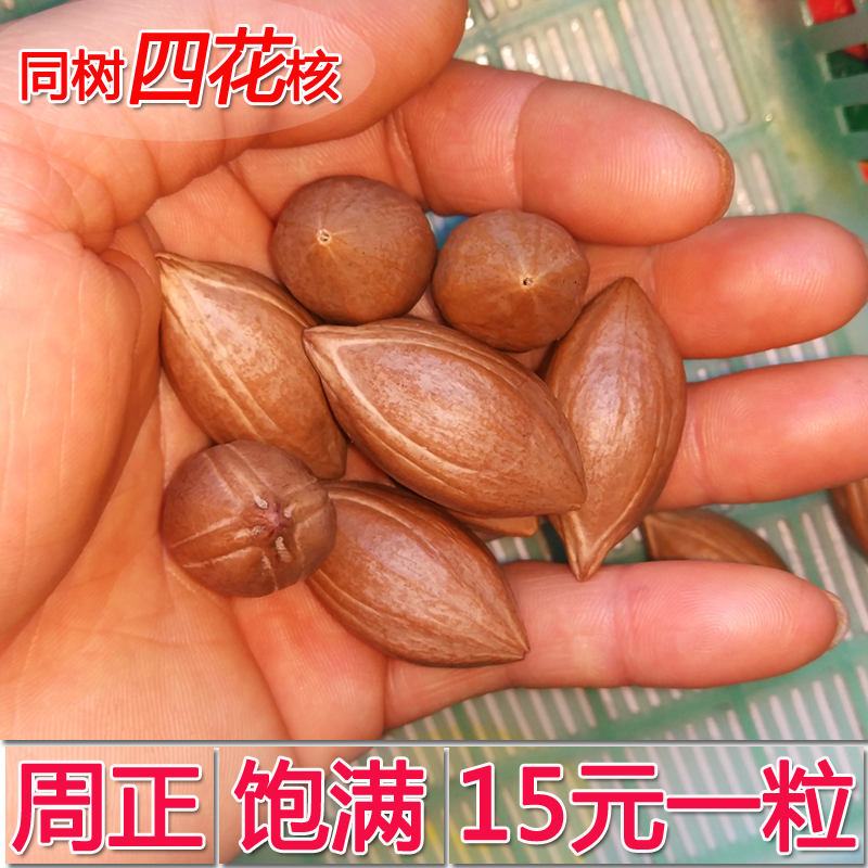 橄榄核原料周正饱满红油核四花关公料雕刻料原核素核观音手串料