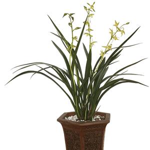 高宅兰花 墨兰报岁兰精品兰花苗 白墨花卉室内外客厅盆栽绿植花卉