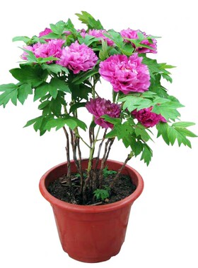 菏泽庭院盆栽多层地栽牡丹苗牡丹
