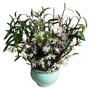 铜皮石斛苗云南特有矮胖品种浓香花似茉莉香直立型可药用食用枫斗