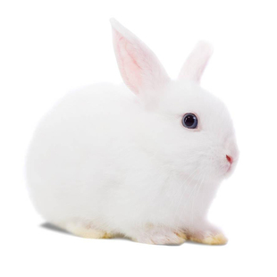 兔笼特大号兔子笼子松鼠垂耳兔养殖笼大号兔窝宠物用品豚鼠荷兰猪