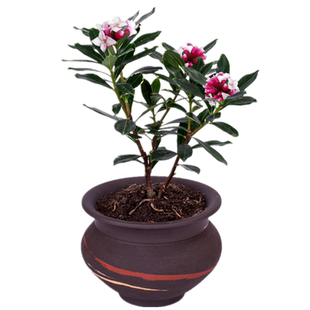 浓香型金边瑞香盆栽室内外盆栽秋冬花卉四季种植好养瑞香花植物苗