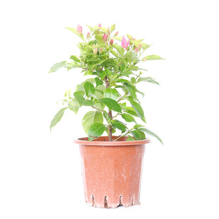 漫野花卉|三角梅胭脂红扦插苗带花发货阳台开花植物盆栽绿植喜阳