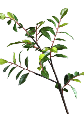 橄榄叶客厅茶几整体仿真花卉