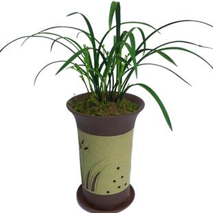 刘阁兰花苗 精品建兰四季兰奇草 梨山狮王 现带花苞出售花卉盆栽
