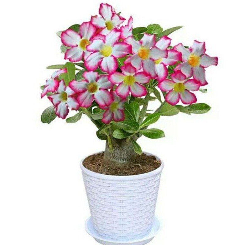 沙漠玫瑰盆栽花卉室内花植物四季好养嫁接老桩重瓣带花苞花苗包邮