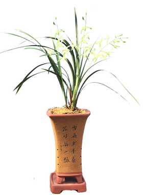 浓香桃腮素兰花四季阳台银边大贡