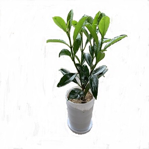 热销四季阳台原土发货非洲茉莉