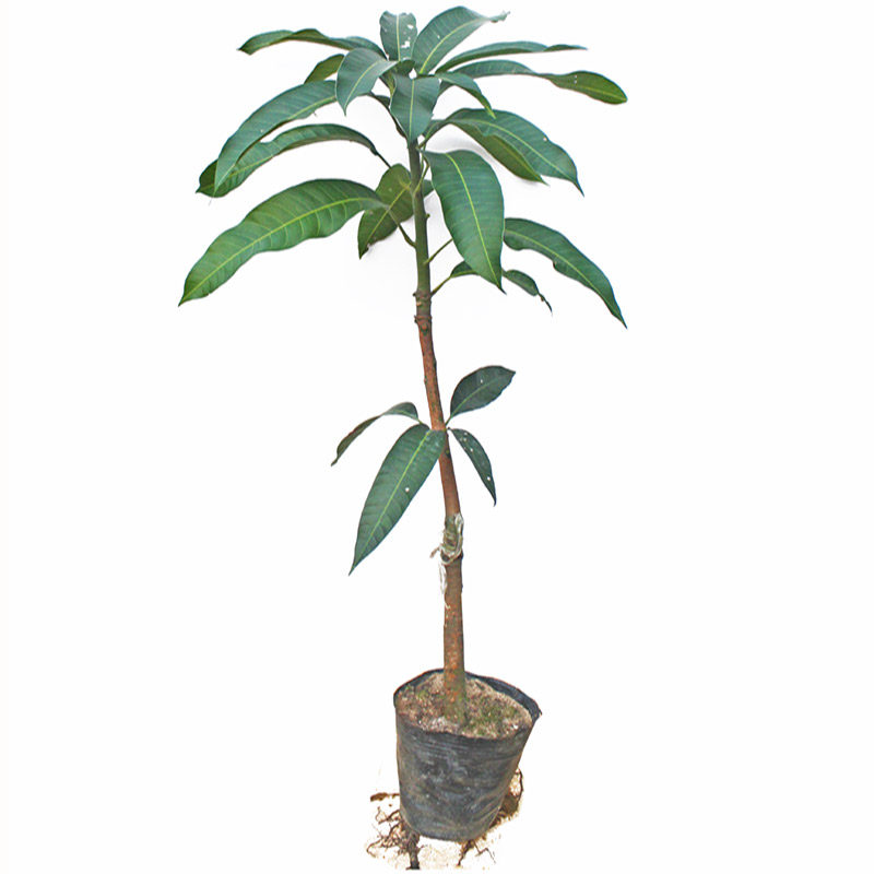芒果果树苗嫁接金煌芒贵妃大果桂七四季芒盆地栽南方种植当年结果