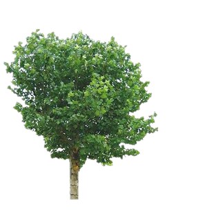 法国梧桐树悬铃木树苗大树庭院风景行道园林绿化苗木中国青桐法桐