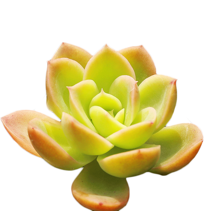 多肉植物新款超萌肉肉小盆栽办公室内玉露生石花植物绿植花卉组合
