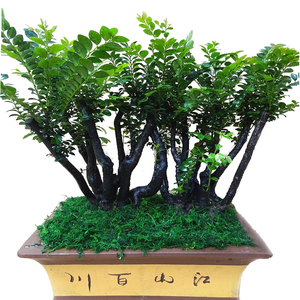 小叶紫檀盆景树桩四季常青室内花卉绿植盆栽摆件黑檀老桩发财树