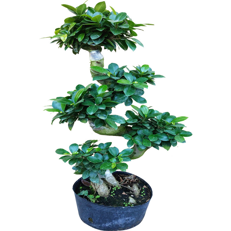小叶榕树盆景植物盆栽气根造型