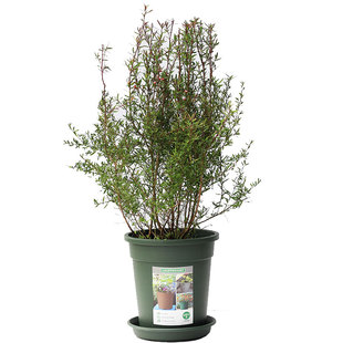 澳洲松红梅盆栽带花包邮重瓣年宵花室内四季带花苞耐寒庭院花卉