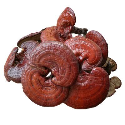 人工培育养殖有柄椴木长白山灵芝