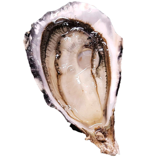 空运进口爱尔兰嘉文生蚝N1号12只礼盒装鲜活可生食刺身赠蚝刀