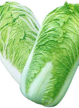 蔬菜种子大全春季青梗菜小白菜种