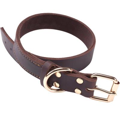 真皮泰迪拉布拉多大型犬金毛狗狗