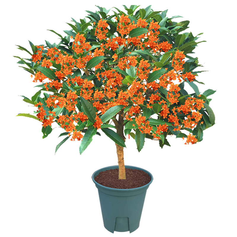 植物庭院嫁接浓香型盆景桂花树苗