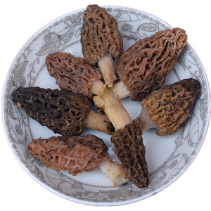 野生菌新鲜羊肚菌云南特产味道香