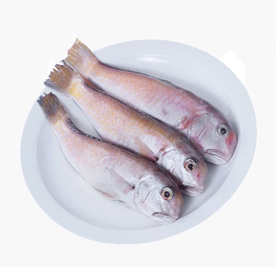 冰鲜马头鱼 斧头鱼马面甘鲷方头鱼 新鲜深海宝宝辅食鲜活海鲜水产