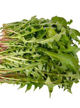 山野菜种植大叶蒲公英蔬菜种子