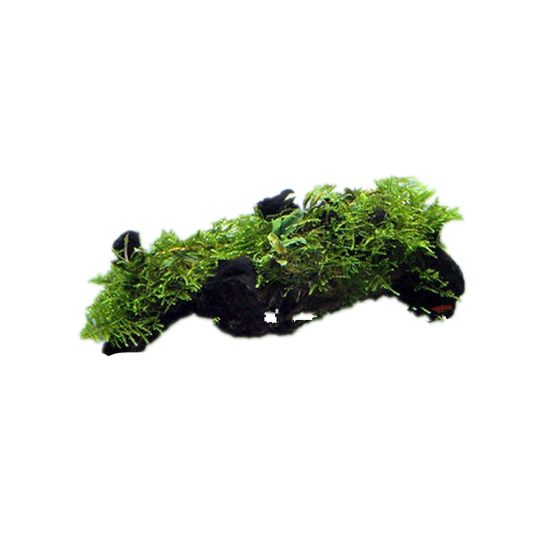 水草缸壁吸附手工制作