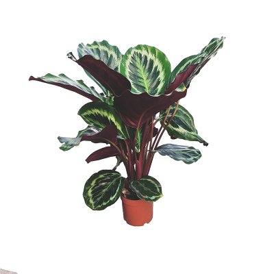 观叶植物彩虹竹芋客厅吸甲醛