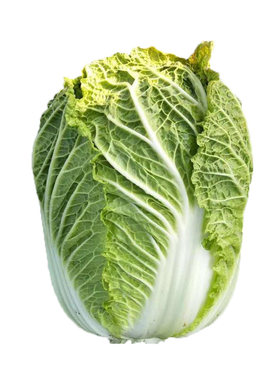 蔬菜秋季黄心抗病毒贮藏大白菜