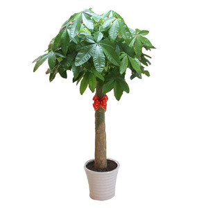 五辫发财树室内大型风水绿植客厅前台吸甲醛植物北京盆栽开业乔迁