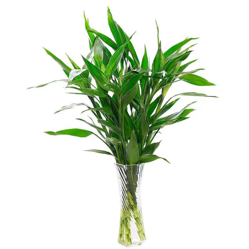 富贵竹玻璃花瓶客厅水养大叶水竹