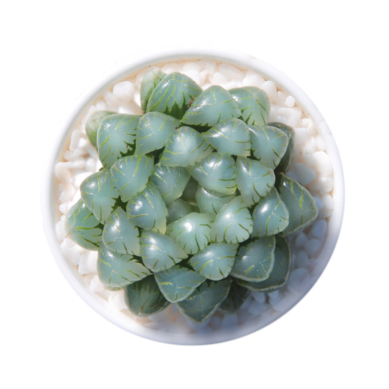 潘氏 琥珀玉露苗 紫姬玉露苗 多肉植物水晶玉露 奇趣多肉盆栽包邮