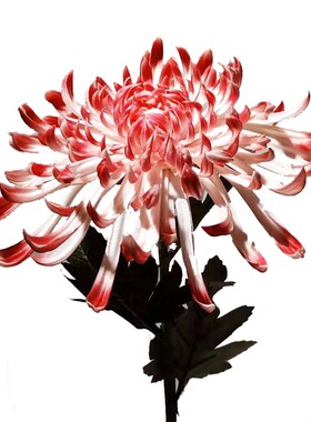 pu仿真花婚庆菊花装饰客厅