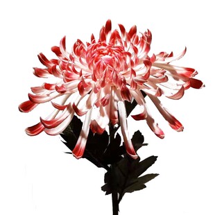 PU仿真花秋菊花婚庆匙根菊装饰客厅玄关卧室花束节日礼品长枝高杆
