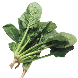 杂交大叶菠菜种子 圆叶厚肉菠菜种籽四季播蔬菜种孑 菜籽种