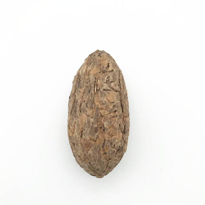 大中小千眼菩提子原籽 原料果 菩提