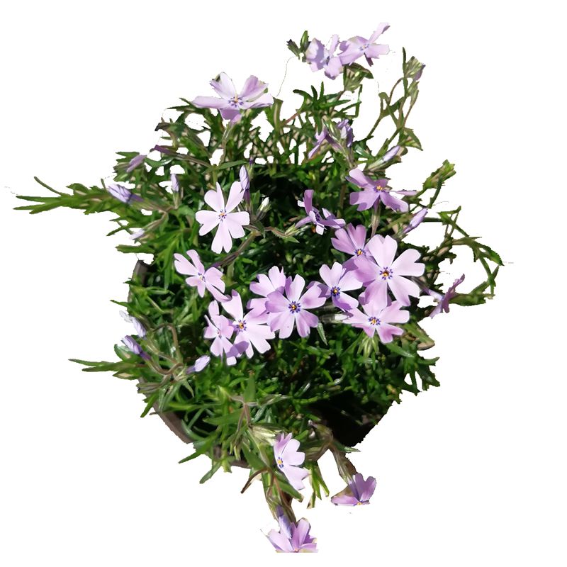 绣球北美芝樱花苗低矮耐寒耐热户外庭院绿植四季常青多年生盆栽