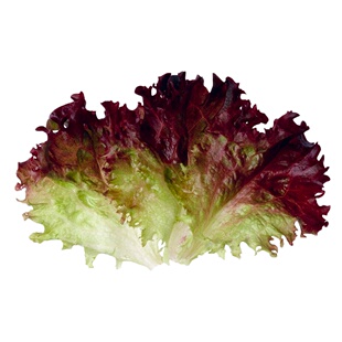 新鲜罗莎红生菜500g【任搭5份包邮】红叶生菜紫叶生菜250克/500克