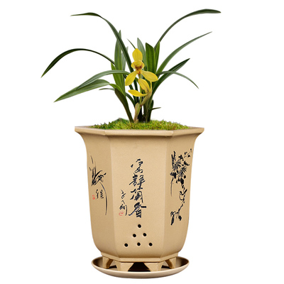 黄金荷瓣矮种春兰中华瑰宝冬出售