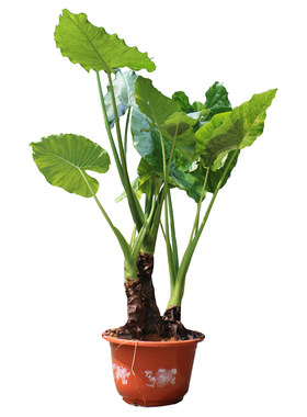 大型盆栽室内绿植水培花卉植物