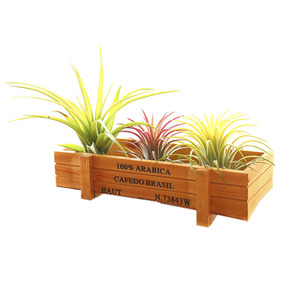 空气凤梨无土植物创意家居木盒套餐室内桌面绿植盆栽花草