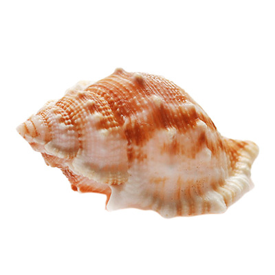 海参螺天然贝壳海螺diy许愿幸运