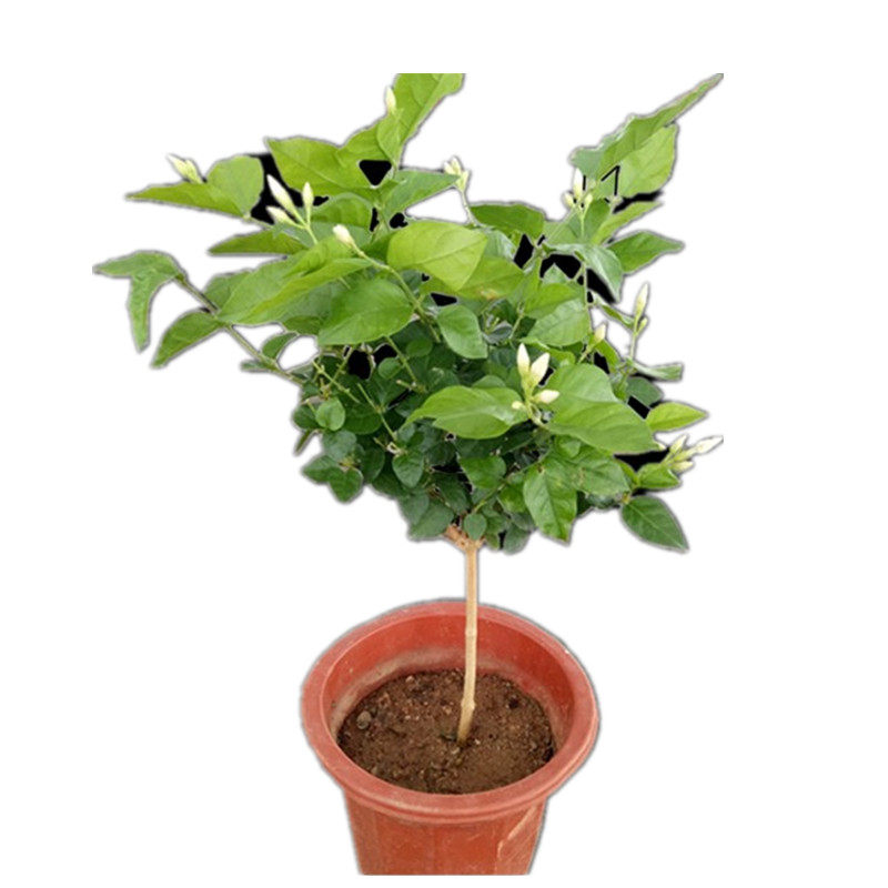 绿植阳台四季栽培可食用单瓣植物