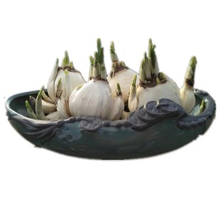 漳州正宗水仙花种球一级球根种子室内外桌面绿植水培冬季花卉包邮