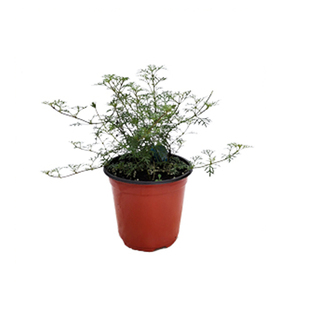 海蒂的花园 美女樱耐热耐寒草花多季开花易开花花苗植物花卉盆栽