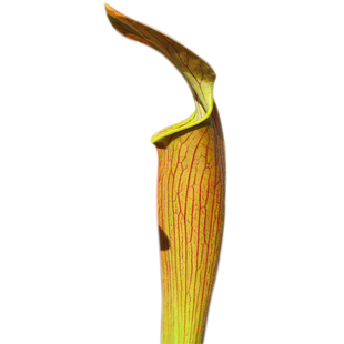 红瓶子草/惠里亚种(S.rubra.wherryi)稀有产地种/入门食虫草